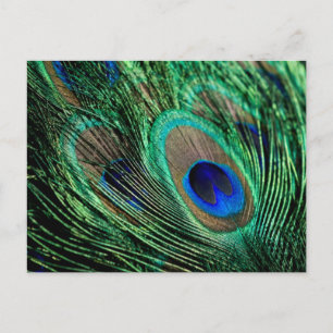 Peacock Feather Lucky Vykort