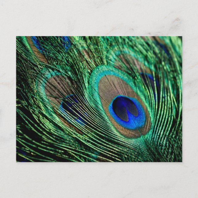 Peacock Feather Lucky Vykort (Framsida)