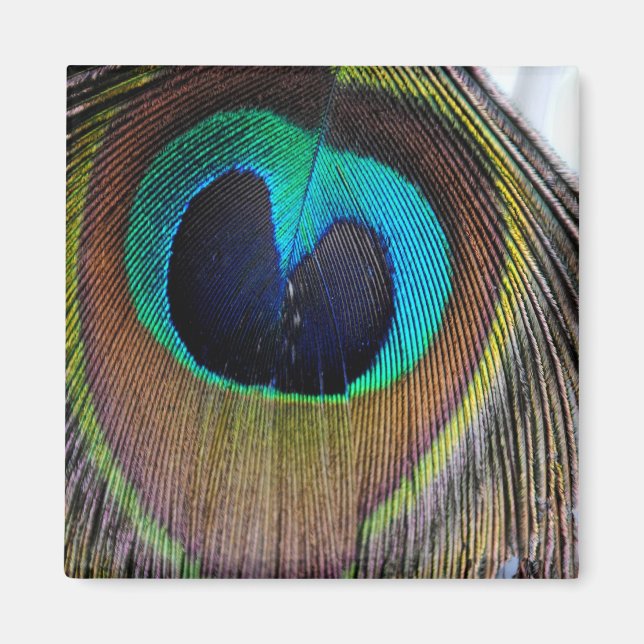 Peacock Feather Magnet (Framsidan)