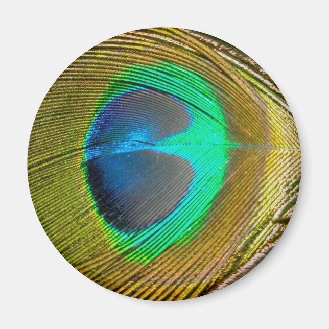 Peacock Feather Magnet (Framsidan)