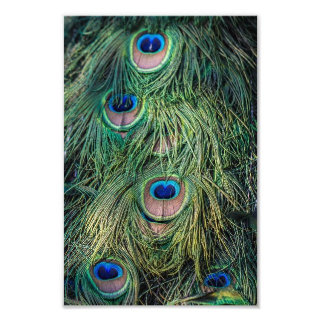 Peacock Feather Mönster Fototryck (Framsidan)