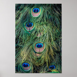 Peacock Feather Mönster Poster