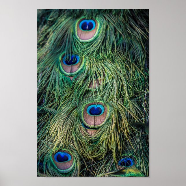 Peacock Feather Mönster Poster (Framsidan)