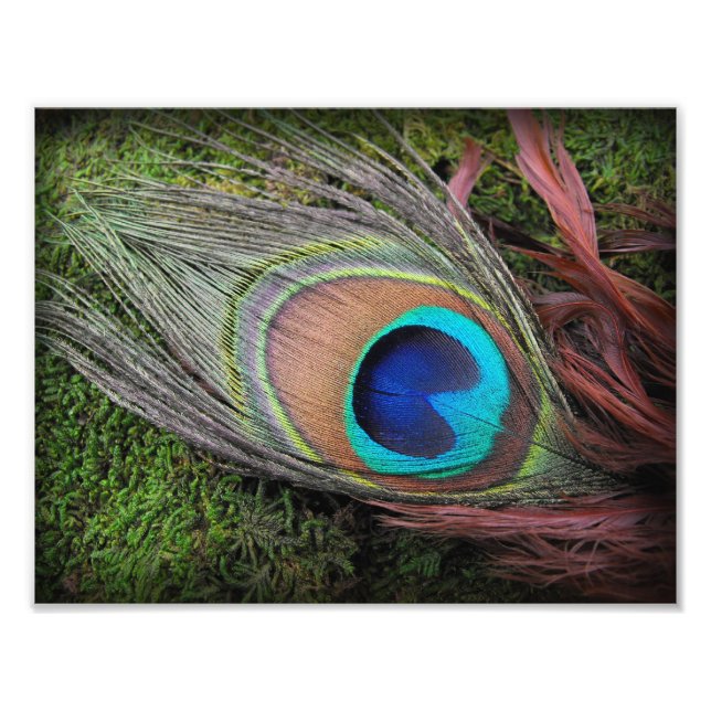 Peacock Feather på Grönt Moss Phototography Print Fototryck (Framsidan)