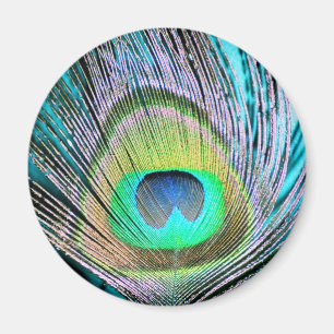 Peacock Feather på Turquise Magnet