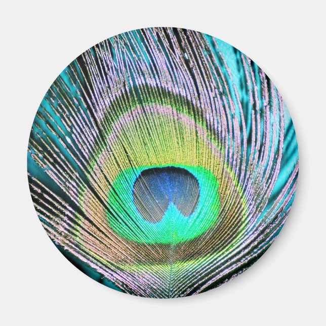 Peacock Feather på Turquise Magnet (Framsidan)