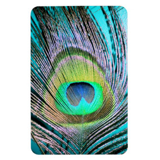 Peacock Feather på Turquise Magnet