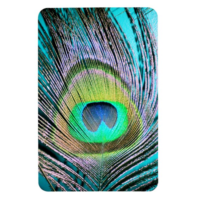 Peacock Feather på Turquise Magnet (Vertikal)