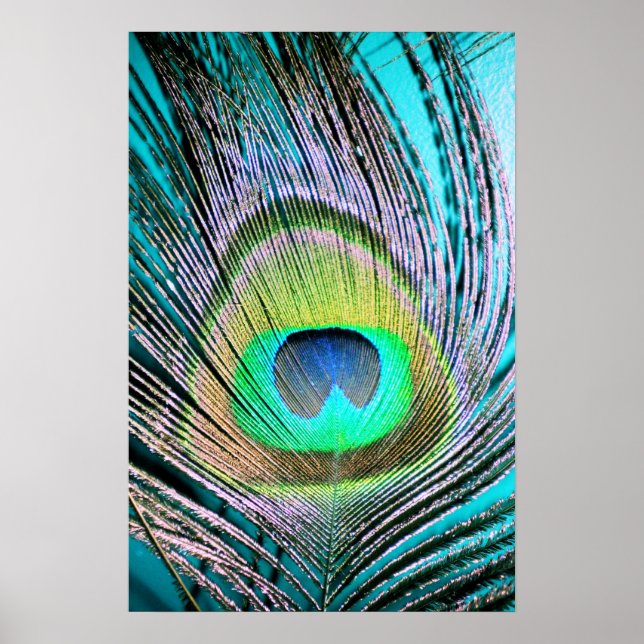 Peacock Feather på Turquise Poster (Framsidan)