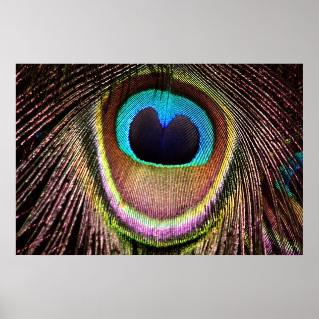 Peacock Feather Poster (Framsidan)