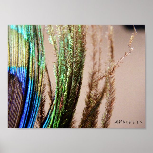 Peacock Feather Poster (Framsidan)