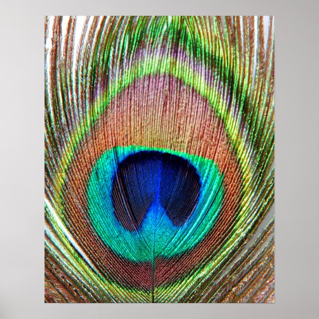Peacock Feather Poster (Framsidan)