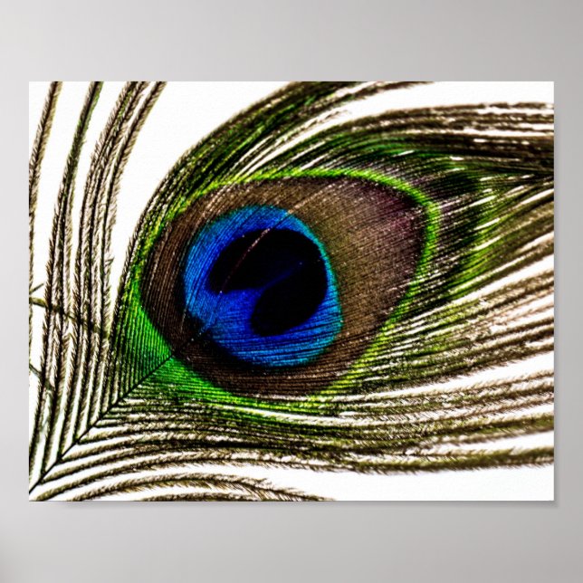 Peacock Feather Poster (Framsidan)
