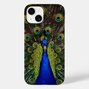 Peacock Feather Visning