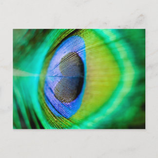 Peacock Feather Vykort