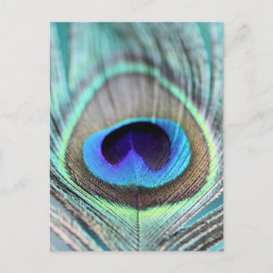 Peacock Feather Vykort