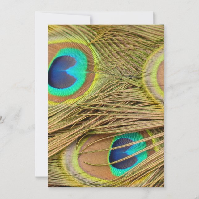 Peacock Feathers (Framsida)