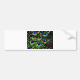 Peacock Feathers Bildekal