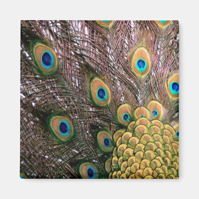 Peacock Feathers Emerald Grönt och Guld Magnet (Framsidan)