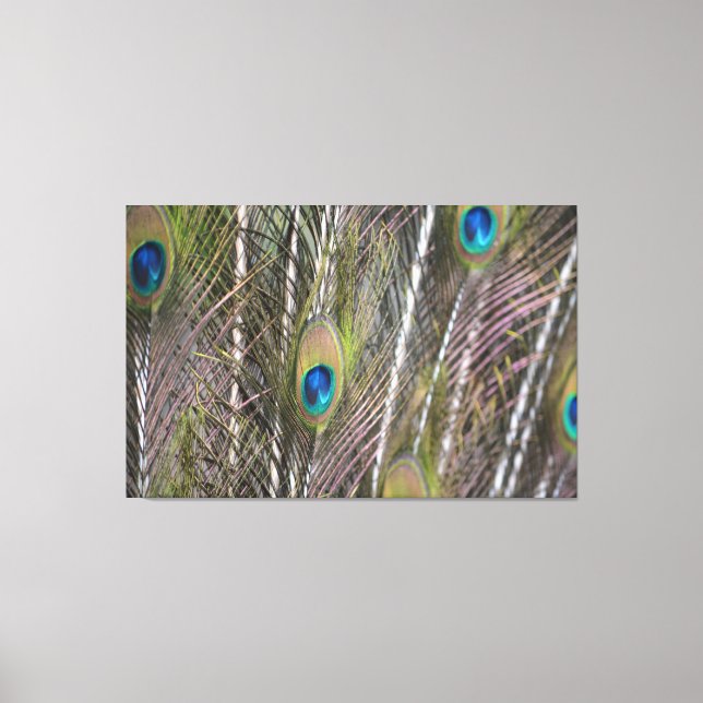 Peacock Feathers (fotografi av mig) Canvastryck (Framsida)