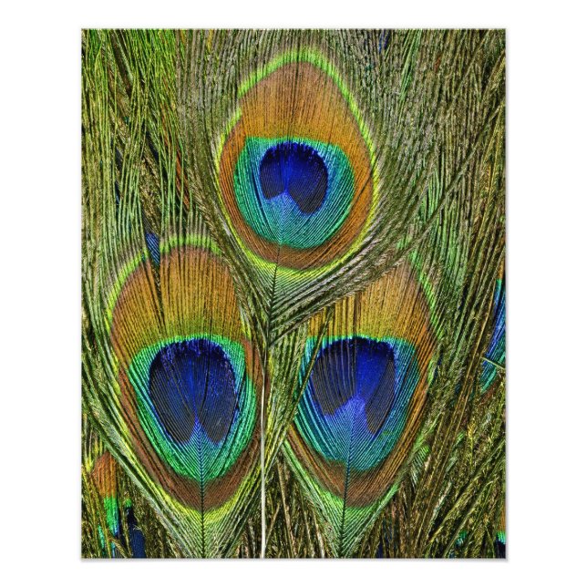 Peacock Feathers Fototryck (Framsidan)