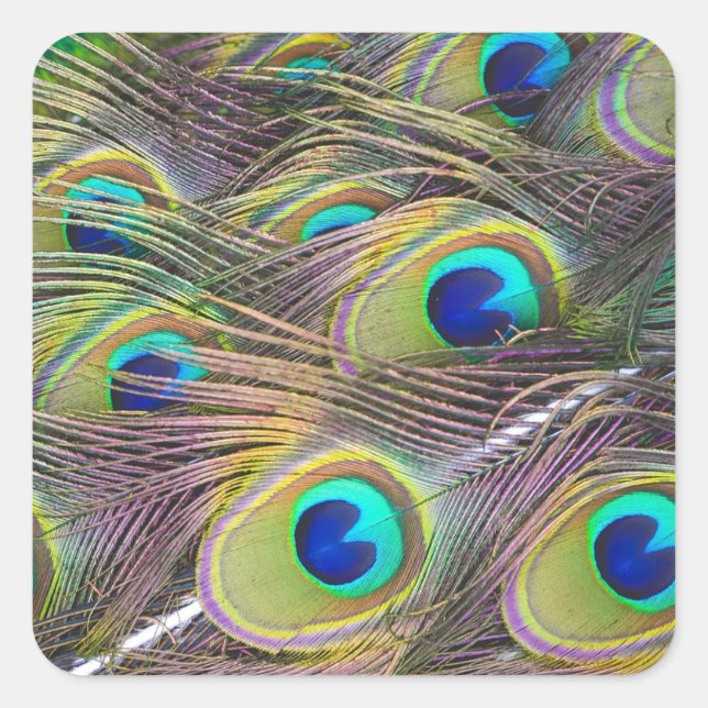 Peacock Feathers Fyrkantigt Klistermärke (Framsida)