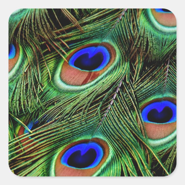 Peacock Feathers Fyrkantigt Klistermärke (Framsida)