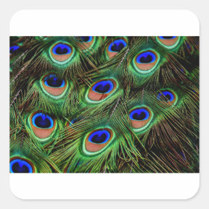 Peacock Feathers Fyrkantigt Klistermärke