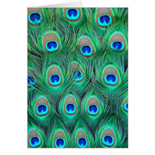 Peacock Feathers Hälsningskort