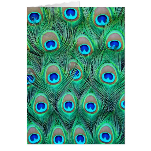 Peacock Feathers Hälsningskort (Framsidan)