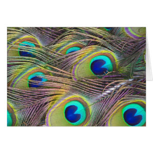 Peacock Feathers Hälsningskort