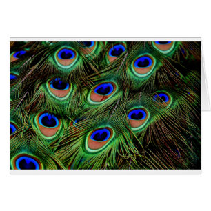 Peacock Feathers Hälsningskort