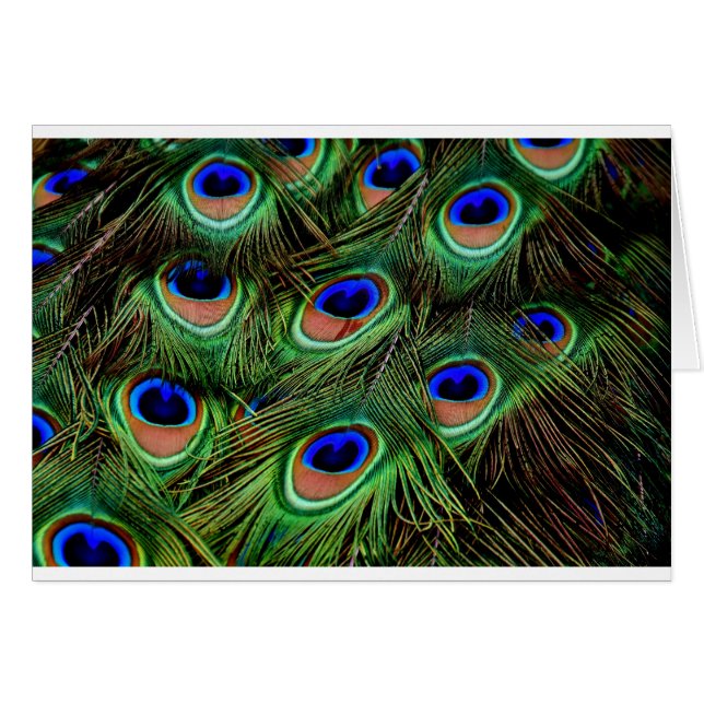 Peacock Feathers Hälsningskort (Framsidan Horizontal)