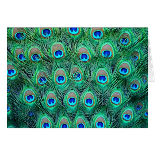 Peacock Feathers Hälsningskort (Framsidan Horizontal)