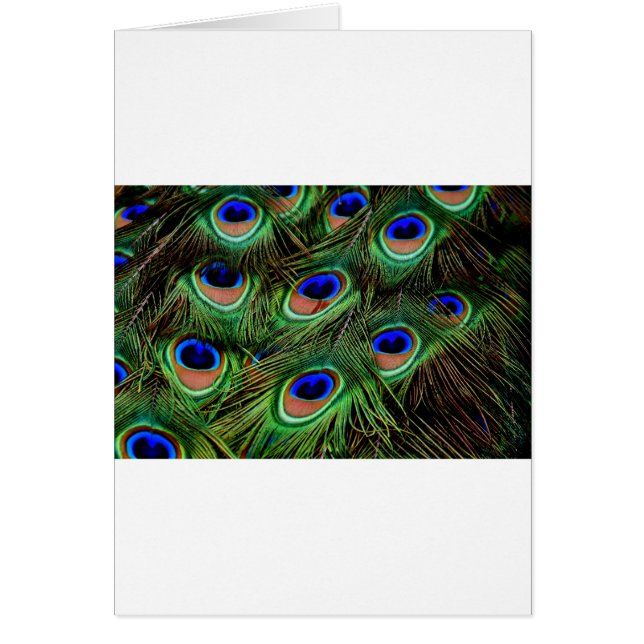Peacock Feathers Hälsningskort (Framsidan)