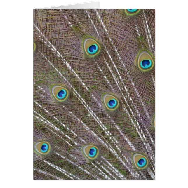 Peacock Feathers Hälsningskort (Framsidan)