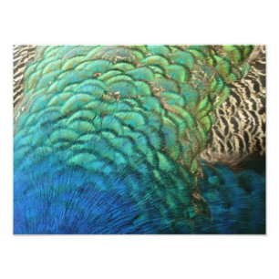 Peacock Feathers I Colorful Abstrakt Nature Design Fototryck