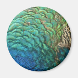 Peacock Feathers I Colorful Abstrakt Nature Design Magnet
