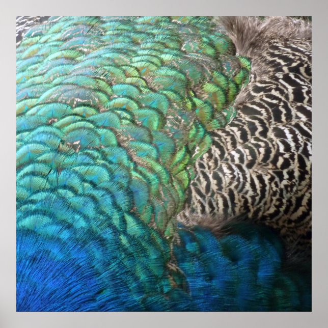 Peacock Feathers I Colorful Abstrakt Nature Design Poster (Framsidan)