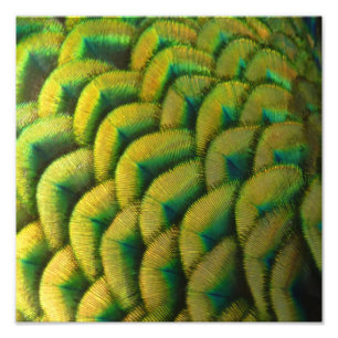 Peacock Feathers II Färgbeskaffenhet Fototryck