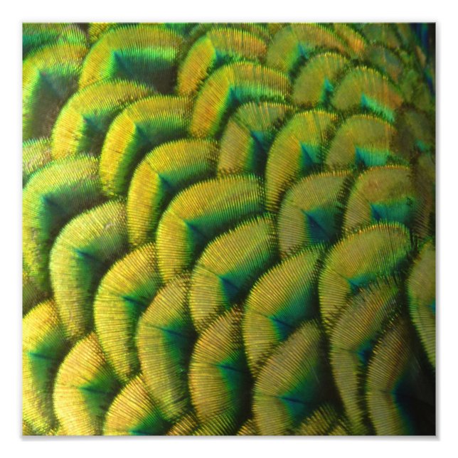 Peacock Feathers II Färgbeskaffenhet Fototryck (Framsidan)