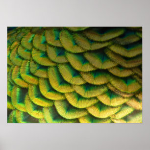 Peacock Feathers II Färgbeskaffenhet Poster