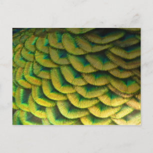 Peacock Feathers II Färgbeskaffenhet Vykort