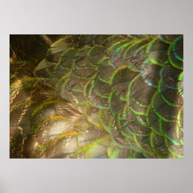 Peacock Feathers III (Female) Subtle Nature Design Poster (Framsidan)