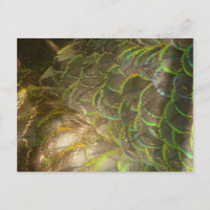 Peacock Feathers III (Female) Subtle Nature Design Vykort