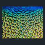 Peacock Feathers in a Colorful Art Deco Mönster Poster<br><div class="desc">Skriv ut med nära de vackra fjädrarna på en påse som utgör en utsökt konst,  dekaliknande mönster,  och markera färgen på grönten,  blått,  brons och gult för dessa fjädrar. Unik vacker väggardeeller för fågel- och naturparken älskare. Foto taget i Arcadia,  Kalifornien.</div>
