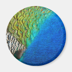 Peacock Feathers IV Colorful Abstrakt Natature Magnet