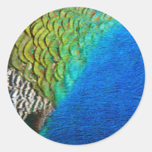 Peacock Feathers IV Colorful Abstrakt Natature Runt Klistermärke