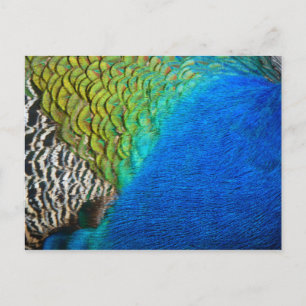 Peacock Feathers IV Colorful Abstrakt Natature Vykort