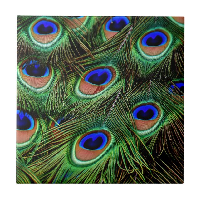 Peacock Feathers Kakelplatta (Framsidan)